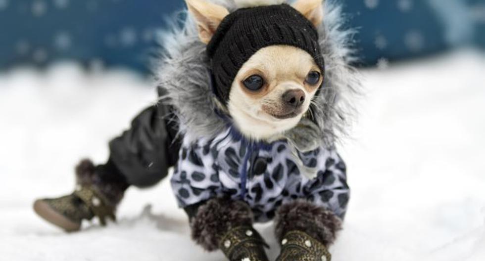 Debemos proteger a nuestras mascotas del frío. (Foto: ThinkStock)