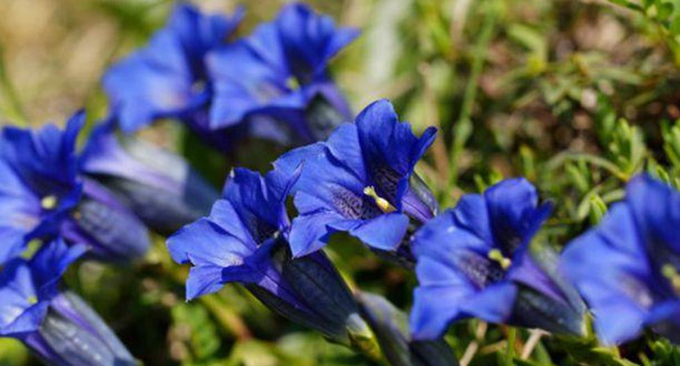 La genciana es una planta que se caracteriza por poseer un sabor amargo. No obstante, es ideal para tratar diversas enfermedades. (Foto: Getty Images)