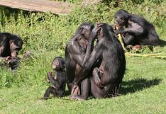 Chimpancés y bonobos se cruzaron de forma similar a humanos y neandentales