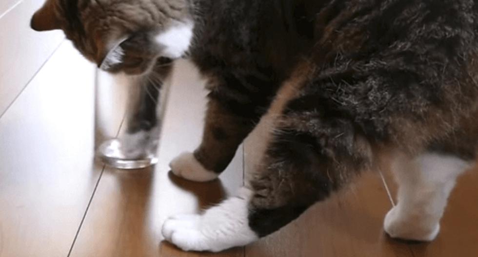 Este es un video de YouTube que te demostrará como saber si tu gatito es zurdo o diestro de la manera más sencilla posible. (Foto: Captura)
