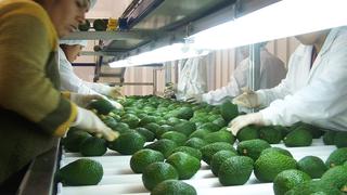 Exportación de palta peruana logró cifra récord de casi US$800 millones en 2018