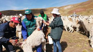 Cusco: 55 mil cabezas de ganado estarán más protegidos de las heladas con nuevos cobertizos