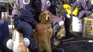 Bretagne, el perro que se hizo héroe el 11 de setiembre [VIDEO]