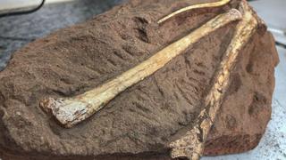 Hallan el primer fósil de dinosaurio enano en Ecuador: ¿qué características tienen?