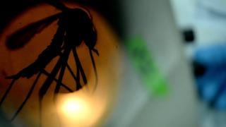Latinoamérica: Zika pierde terreno pero amenaza otras regiones