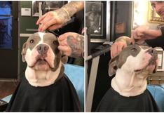 WUF: un pitbull ‘pide’ un “corte clásico” en barbería y se convierte en una celebridad de Internet