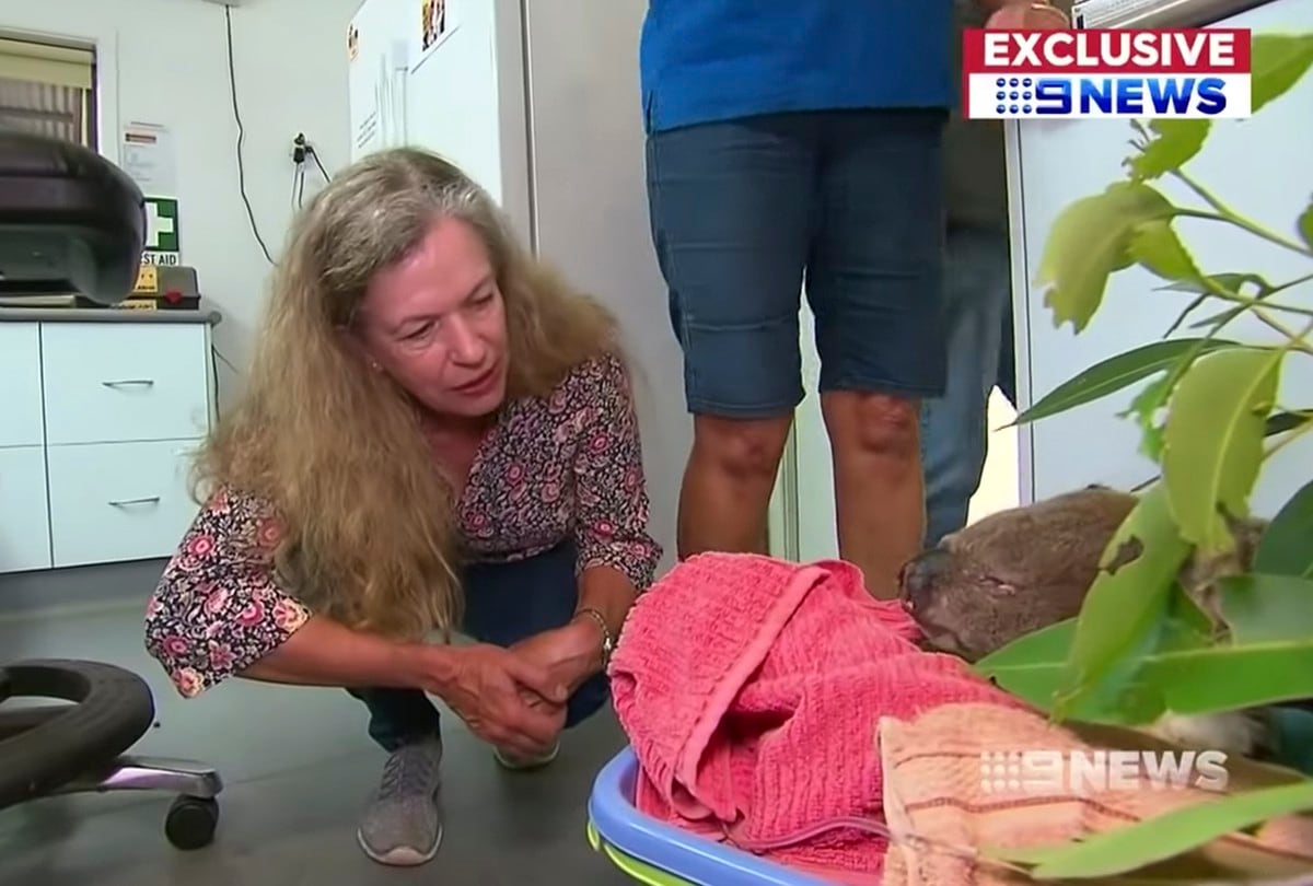 Rescate de Koala se viraliza en YouTube. Mira aquí el reencuentro entre el marsupial y su rescatadora. (Foto: Nine News Australia / YouTube)