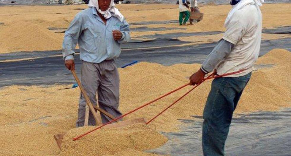 En octubre del presente año, la producción de arroz cáscara alcanzó las 175,152 toneladas, registrando un aumento de 17.2% al compararlo con similar mes del año pasado. (Foto: Andina)