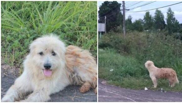 El amor y fidelidad de las mascotas con sus amos no tiene comparación. Este can en Tailandia protagoniza un relato cargado de emociones y sorpresas. (Foto: Telefe)