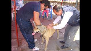 Arequipa y Camaná seguirán en emergencia por rabia canina