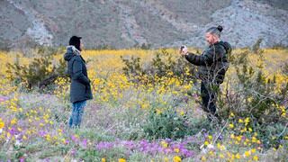 El jardín durmiente y colorido que florece cada cierto tiempo en un desierto de EE.UU.