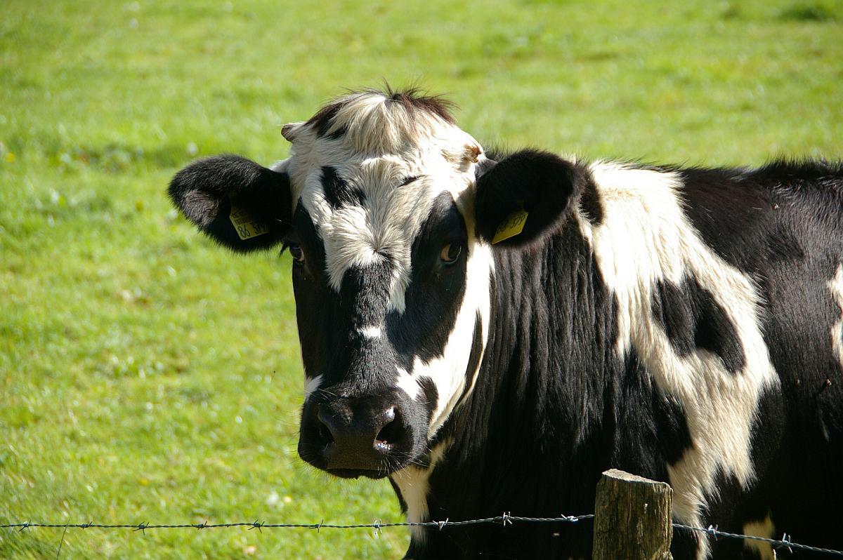 El metano producido por los rumiantes proviene de alrededor del 3% de la gran cantidad de microbios que viven en el rumen. (Foto: AFP)