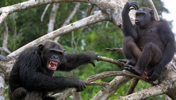 La elección de Humphrey como macho alfa generó tensión en la comunidad de chimpancés del Parque Nacional de Gombe con dos rivales, Charlie y Hugh. (Foto: Geza Teleki)