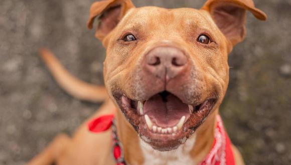 El pitbull es considerada la quinta raza más tolerante del planeta.