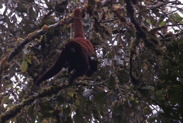 Es el primate más grande del Perú y está críticamente amenazado debido a la deforestación. Foto de Sam Shanee / NPC