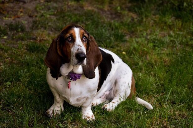 El basset hound es una raza de perro que forma parte del grupo de los sabuesos. Es de baja altura de cruz, cuerpo largo, patas cortas y fuertes, largas orejas y un sentido del olfato extremadamente desarrollado (Foto: Pixabay)