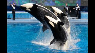 SeaWorld: Entre críticas, orcas tendrán estanques más grandes