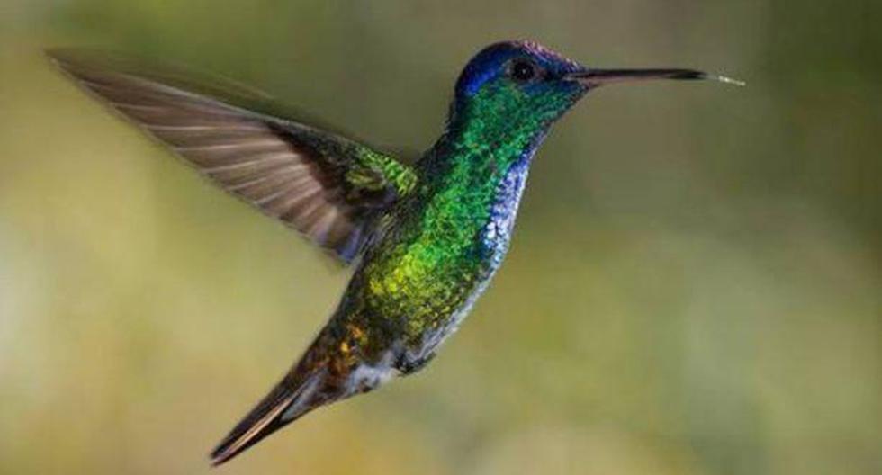 El Perú fue galardonado como el mejor destino del mundo para la observación de aves | Foto: Promperú