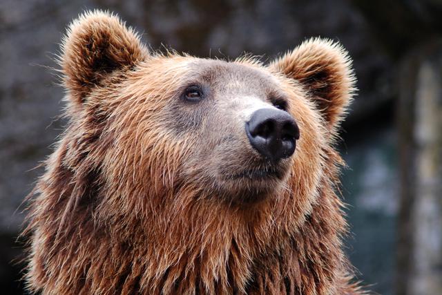 Un curioso oso abrió la puerta de un vehículo y se subió a la parte trasera en busca de comida. (Foto: Adam A en YouTube)