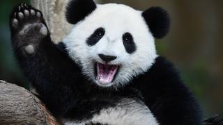 Día Nacional del Oso Panda: dónde habitan, qué comen y otras curiosidades de este tierno animal