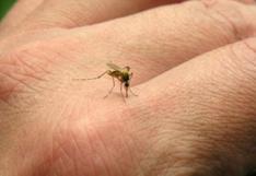 China confirma el tercer caso de zika, contraído en el exterior