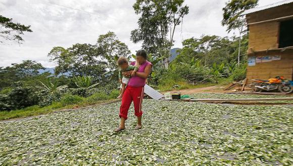 Puno: cultivo de café está amenazado por el avance de la coca