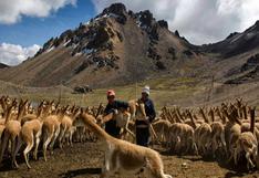 Perú impulsará protección y control de uso de fibra de vicuña
