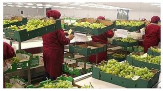 Sector agropecuario creció 7,4% en mayo, el valor más alto en lo que va del año