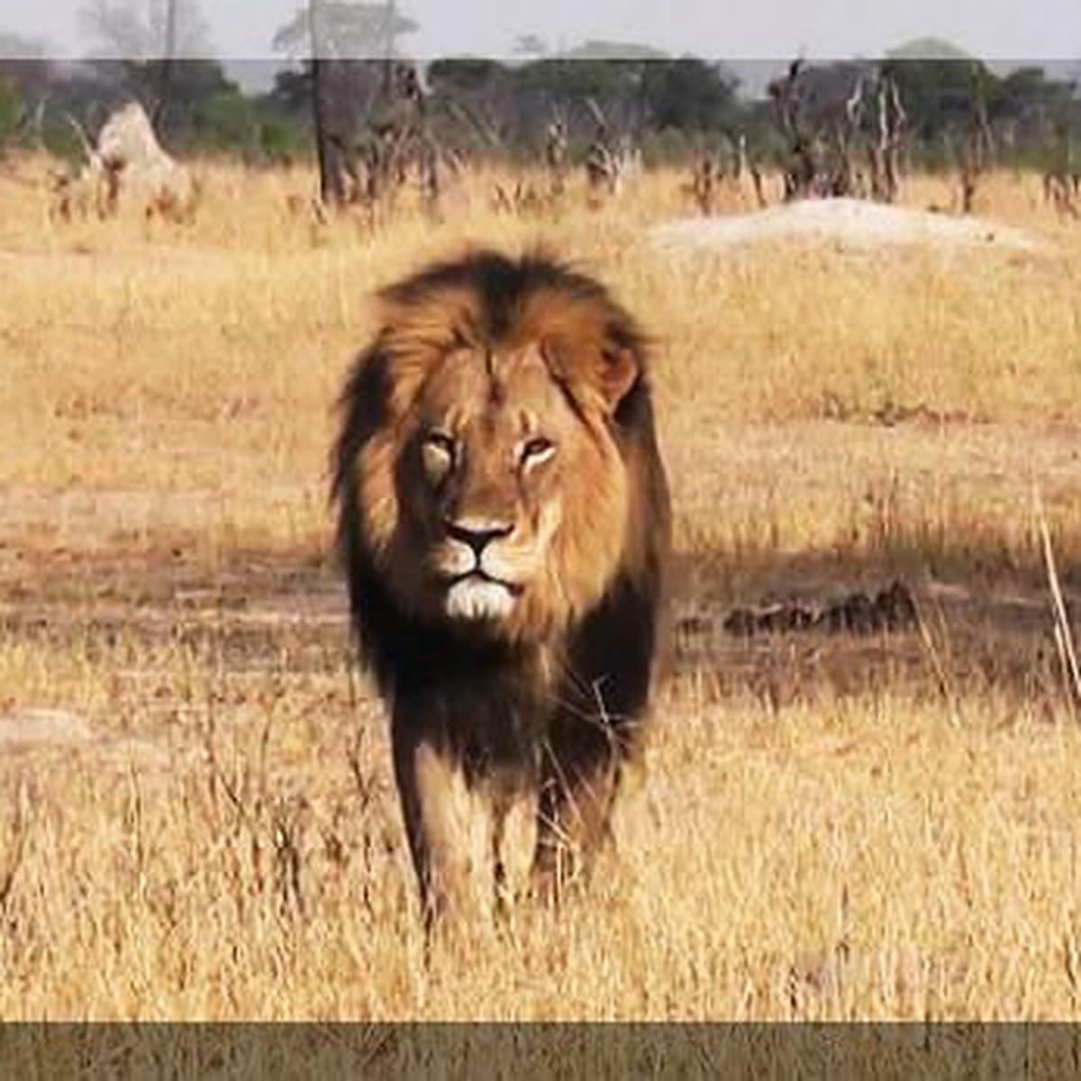 El león Cecil, la emoción de la caza y la extinción de animales | MUNDO |  EL COMERCIO PERÚ