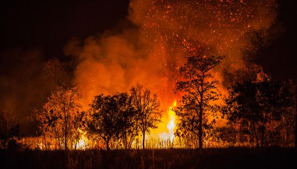 Un estudio realizado por la ONU indica que al ritmo actual, los incendios forestales aumentarán en 30 % para 2050 y en más de 50 % para finales del siglo. Foto: Shutterstock