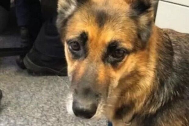 Heidi, la perrita que nadó 11 horas para salvar a su dueño (Foto: Policía de Queensland)