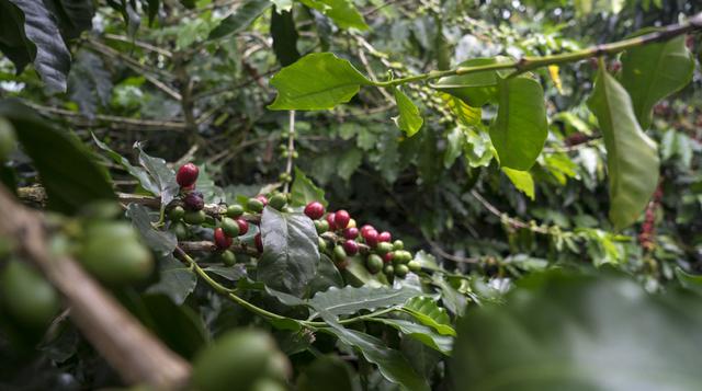 El trabajo de Colombia para ser actor clave en mercado del café - 3