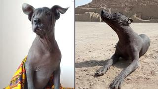 WUF: ‘Illayuq’, el perro sin pelo peruano que fue adoptado por el Museo de Sitio Pucllana
