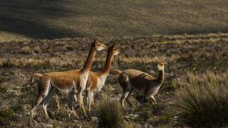 Más de medio centenar de vicuñas muertas fueron halladas por el Servicio Nacional Forestal y de Fauna Silvestre en Arequipa 