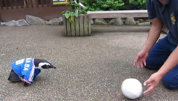 YouTube: el curioso video de un pingüino 'jugando' fútbol