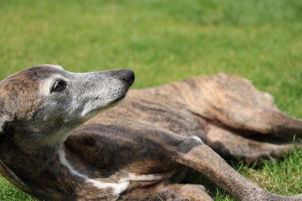 El Whippet es una raza de perro de origen británico, esbelto y de porte elegante. Son perros activos y juguetones, similares físicamente al galgo inglés, pero medianos (Foto: Pixabay)