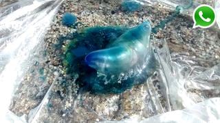 WhatsApp: cuidado si ves esta medusa azul en las playas de Lima