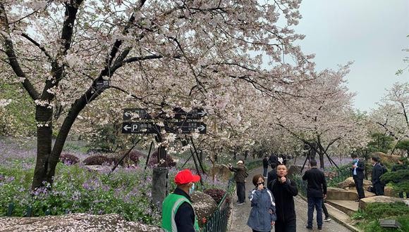 Varias personas disfrutan del festival de los cerezos en flor en el Jardín de los cerezos del Lago del este de Wuhan, China este lunes. (EFE/ Víctor Escribano).