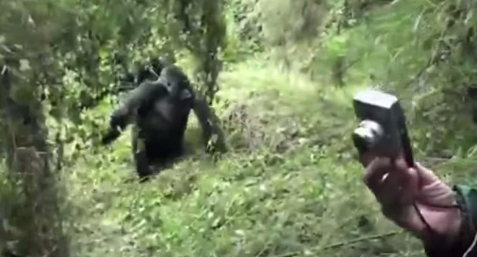 Estos gorilas hicieron de las suyas con un grupo de turistas. (Foto: Captura)