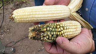 México anuncia que defenderá posición ante EE. UU. en consultas sobre maíz biotecnológico