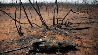 Las impactantes fotos de los bosques bolivianos arrasados por los incendios
