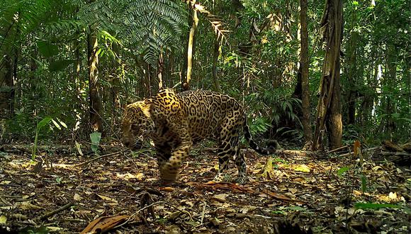 Más de 100 cámaras trampa vigilan la selva de la Reserva Nacional Tambopata y registran en un área de 200 kilómetros cuadrados, 20 jaguares y 25 mamíferos.