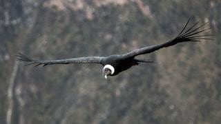 La majestuosidad del vuelo de los cóndores en el Colca corre peligro de desaparecer [FOTOS]