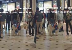Alpaca bebé es captada paseando en centro comercial con su dueña y arrasa en TikTok