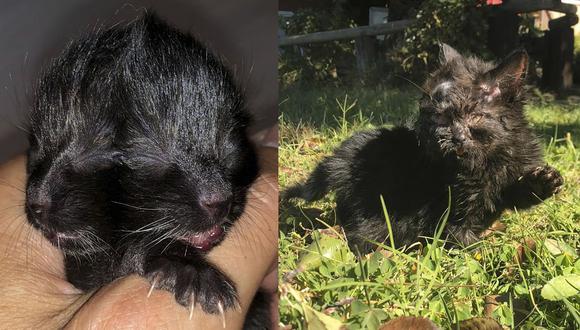 Este pequeño gatito de nombre 'Duo' tiene un nuevo hogar y el veterinario siempre lo va a estar cuidando. (Facebook)