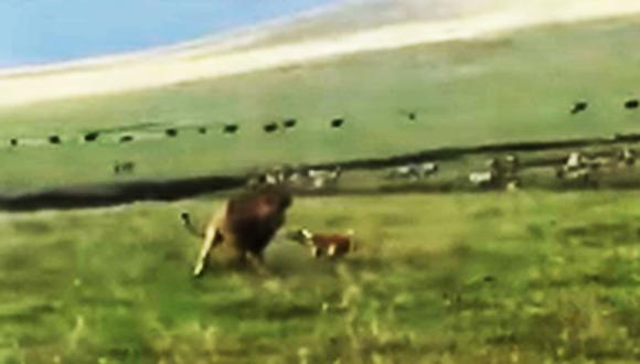Perro intimida leones que estaban a punto de atacarlo [VIDEO] (Foto: Captura)