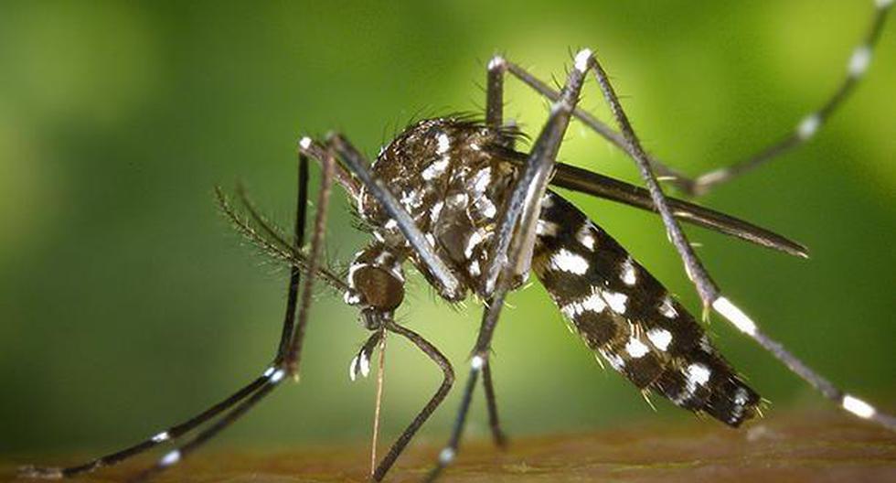 El dengue es producido por la picadura de un mosquito. (Foto: Pixabay)