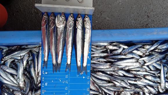 El Ministerio de la Producción autorizó el inicio de la Primera Temporada de Pesca 2024 de anchoveta en Zona Norte - Centro del Perú | Foto: Archivo Referencial