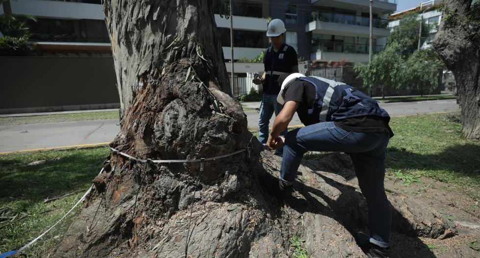 Realizan exámenes a los árboles cercanos al que se cayó en la alameda Los Picaflores para conocer el estado de cada uno de ellos.