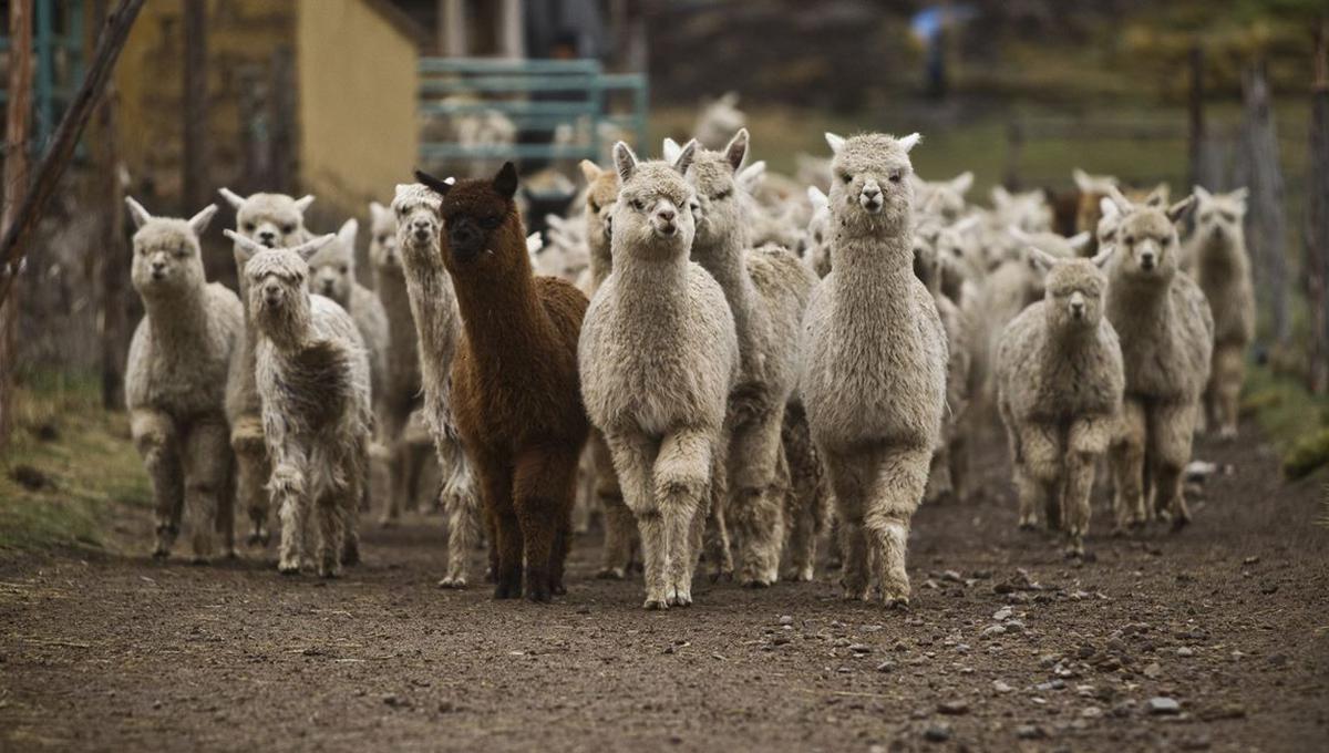 El objetivo de la clonación es para el consumo y para conservar el reservorio del material genético de la alpaca peruana, ya que nuestro país es el primer productor de alpaca del mundo.